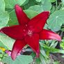 Lily 'Night Rider' Image 6