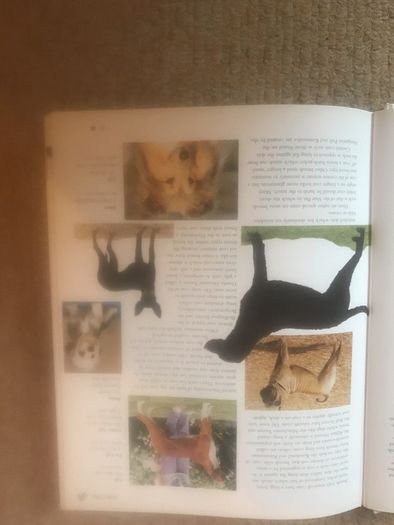 The Encyclopedia Of Dog Breeds