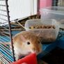 gerbils with cage Image 8