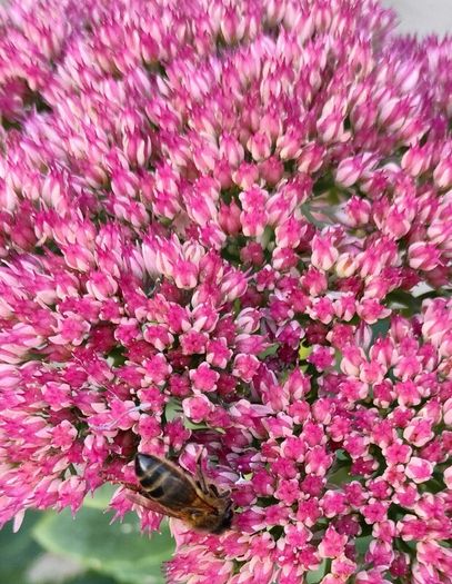Perennial plants dont get much easier than sedum.
