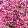 Perennial plants dont get much easier than sedum. Image 3