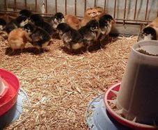 poultry