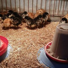 poultry