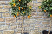 Kumquat Tree - Citrus Kumquat Extra large plant