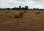 Hay bales