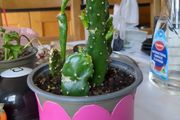 cactus plant
