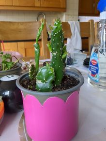 cactus plant