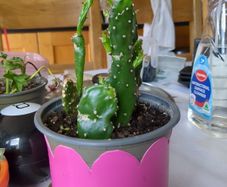 cactus plant