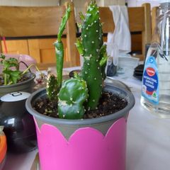 cactus plant