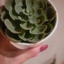 Artificial Plants in Matching Ceramic Plant Pots x3 Image 3