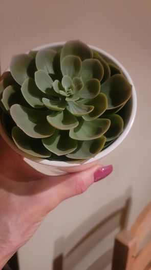 Artificial Plants in Matching Ceramic Plant Pots x3