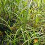 Ornamental Grasses Image 6