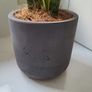 Sansevieria Laurentii planter Image 2
