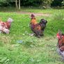 Roosters: Silkie Pekin Cross (free for collection) Image 4