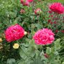 Double Pink Poppy Seeds Image 2