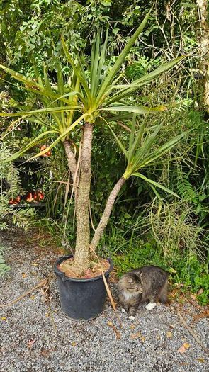Instant Screen! 7ft bushy plants