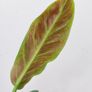 No.3 Philodendron Subhastatum Variegated Image 3