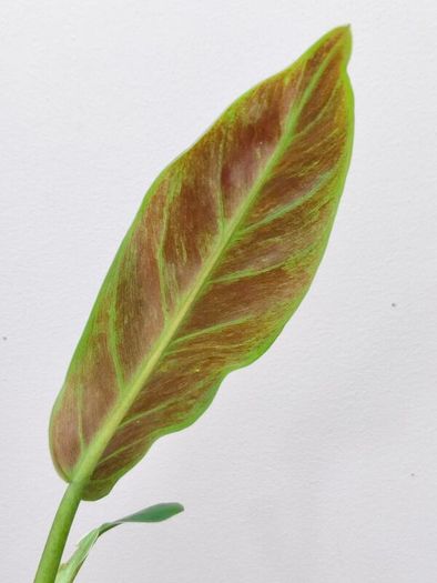 No.3 Philodendron Subhastatum Variegated