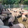 Ram lambs Image 2