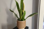 Snake plant