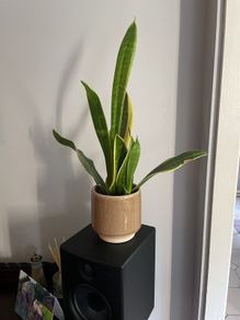 Snake plant