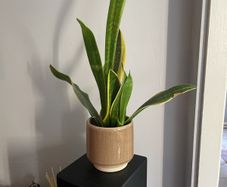 Snake plant