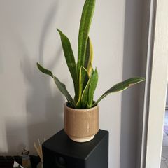 Snake plant