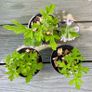 Lemon Geranium Plants Image 3