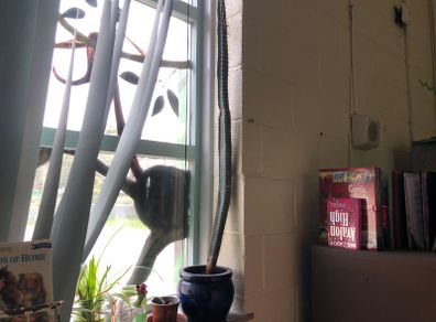 Cactus