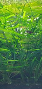 Vallisneria aquarium plant