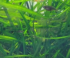 Vallisneria aquarium plant
