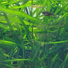 Vallisneria aquarium plant
