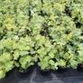 plant Image 3