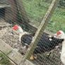 Muscovy drake Image 3