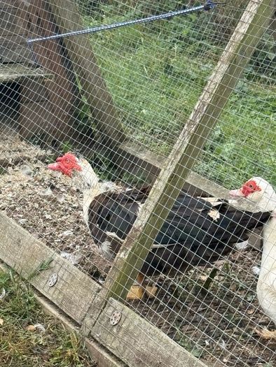 Muscovy drake