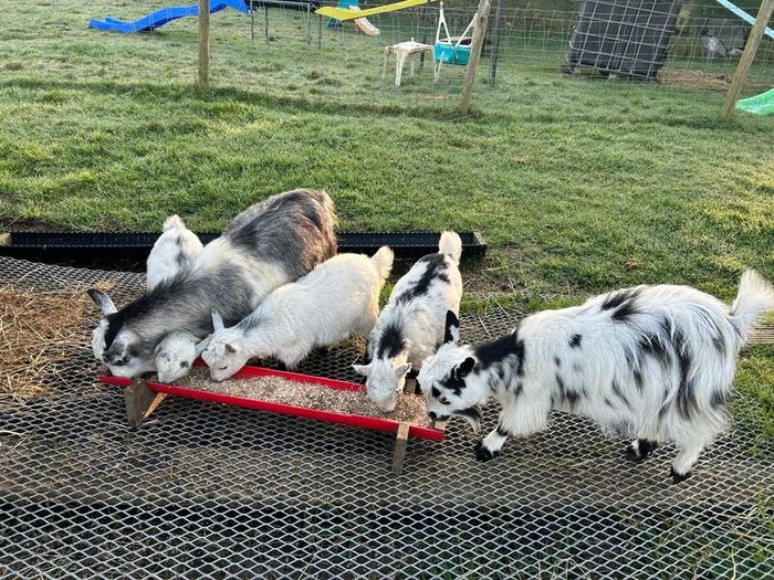 Pet Poly Pygmy Goats