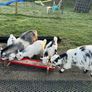 Pet Poly Pygmy Goats Image 2