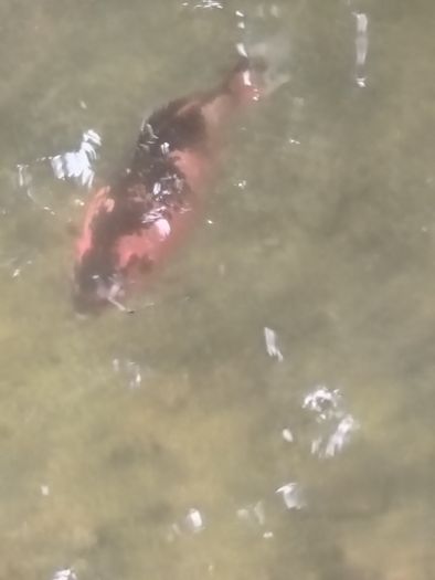 large goldfish available