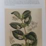 Gardeners World The Flower Book Image 5