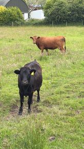 Dexter cow in calf and heifer 15 months old