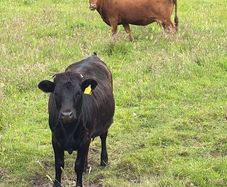 Dexter cow in calf and heifer 15 months old