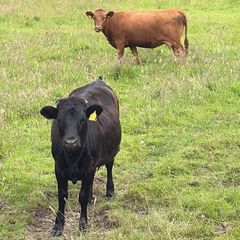 Dexter cow in calf and heifer 15 months old
