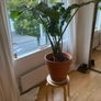 large plant elephants ear Image 6