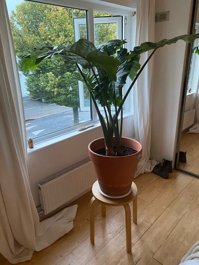 large plant elephants ear