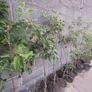 Apple trees in a pot Image 4