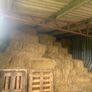 Small square bales of hay Image 3