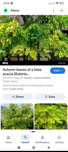 Medium-Large Acasia Tree in a pot