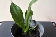 snake plant