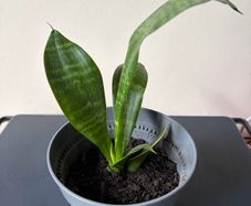 snake plant