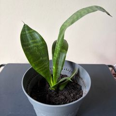 snake plant
